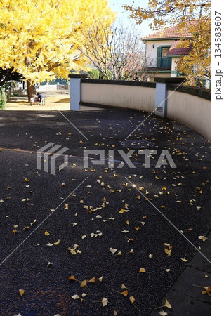 山手イタリア山庭園の銀杏の落ち葉 山手イタリア山庭園の銀杏の落ち葉 134583607