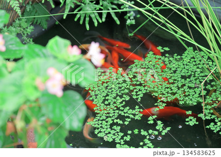 ベゴニアと金魚のいる池 134583625