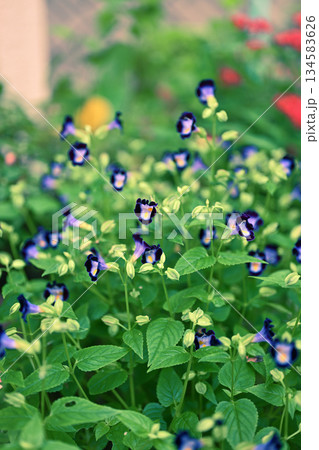 かわいいトレニアの花 かわいいトレニアの花 134583626