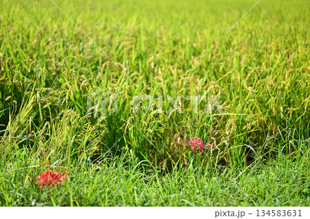 稲穂と彼岸花 134583631