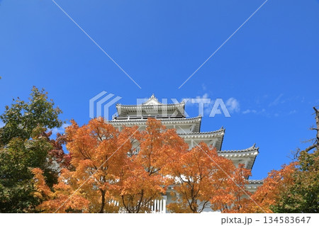 紅葉に彩られた島原城天守閣の景色 紅葉に彩られた島原城天守閣の景色 134583647