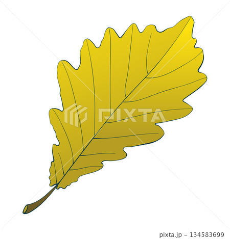 Hand-drawn yellow colored autumn single withered oak leaf isolated on white background. Flat and line style vector illustration.  134583699