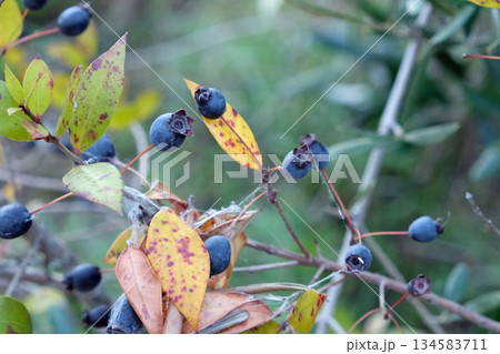 ギンバイカの果実 ギンバイカの果実 134583711