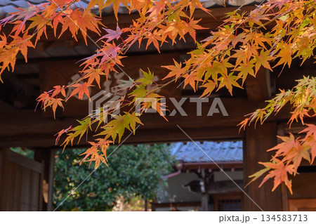 紅葉に包まれた山門 134583713