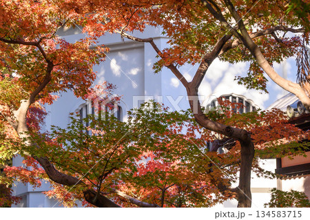 白壁に映える紅葉の大木 白壁に映える紅葉の大木 134583715