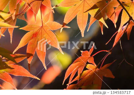 紅葉したモミジ 134583717