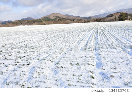冬の北海道乙部町で雪をかぶった秋まき小麦畑の風景を撮影 冬の北海道乙部町で雪をかぶった秋まき小麦畑の風景を撮影 134583768