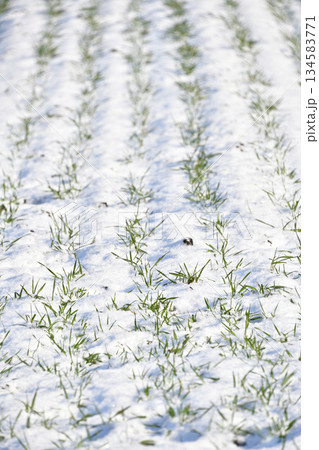 冬の北海道乙部町で雪をかぶった秋まき小麦畑の風景を撮影 冬の北海道乙部町で雪をかぶった秋まき小麦畑の風景を撮影 134583771