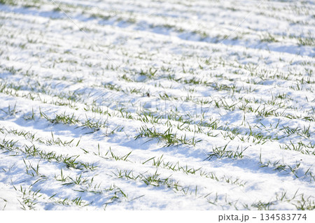 冬の北海道乙部町で雪をかぶった秋まき小麦畑の風景を撮影 冬の北海道乙部町で雪をかぶった秋まき小麦畑の風景を撮影 134583774