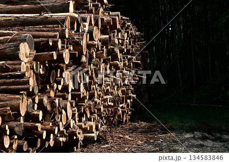 積み重なる丸太 134583846