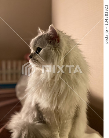 やわらかな光の室内で佇む白猫の横顔　静かな癒しの時間 134583923