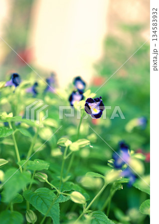 満開のトレニア 134583932