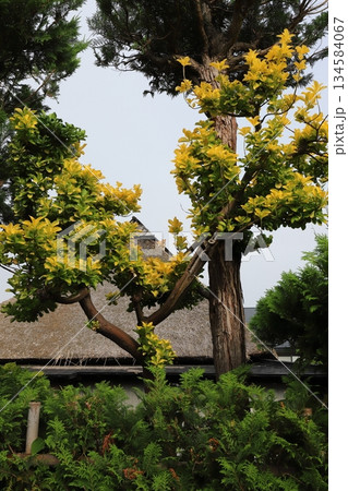 青森　弘前　仲町重伝建地区　武家屋敷の屋根に上るネコ 134584067