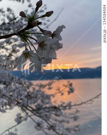 朝焼けの湖を望む桜の花 春の訪れを感じる静かな朝 朝焼けの湖を望む桜の花 春の訪れを感じる静かな朝 134584084