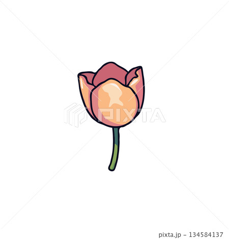 Graceful depiction of a peach and pink tulip blossom displaying a blend of organic beauty and Graceful depiction of a peach and pink tulip blossom displaying a blend of organic beauty and 134584137