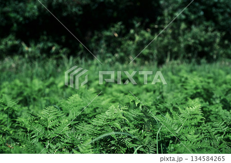 綺麗な緑色のシダ植物 134584265