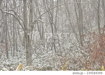 冬の北海道乙部町で雪をかぶった笹薮の風景を撮影 冬の北海道乙部町で雪をかぶった笹薮の風景を撮影 134584349