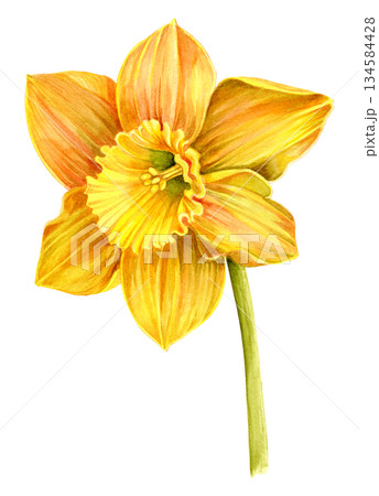 Narcissus flower yellow, painted with watercolor, botanical. for postcards, packaging of cosmetics brand, perfume, paper and household goods 134584428
