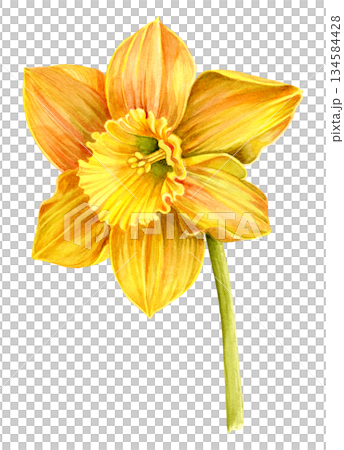 Narcissus flower yellow, painted with watercolor, botanical. for postcards, packaging of cosmetics brand, perfume, paper and household goods 134584428