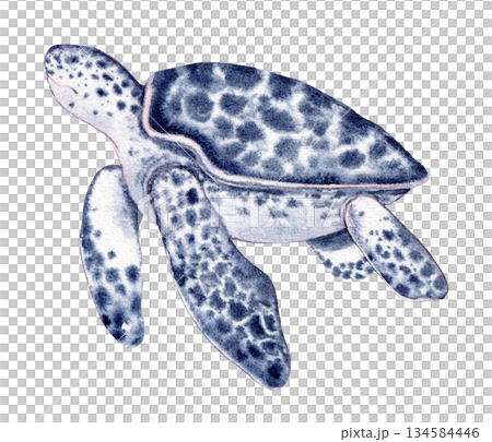 turtle blue with spots. Hand drawn with watercolor with texture. for fish restaurant design, menu turtle blue with spots. Hand drawn with watercolor with texture. for fish restaurant design, menu 134584446