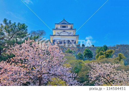 【香川県】桜咲く春の丸亀城(現存天守と石垣の名城) 【香川県】桜咲く春の丸亀城(現存天守と石垣の名城) 134584451