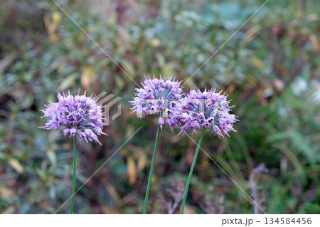 タマムラサキの花 134584456