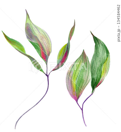 Clematis leaf two different, large, graceful. Different shades on a white background. Hand-drawn with watercolors with texture Clematis leaf two different, large, graceful. Different shades on a white background. Hand-drawn with watercolors with texture 134584462