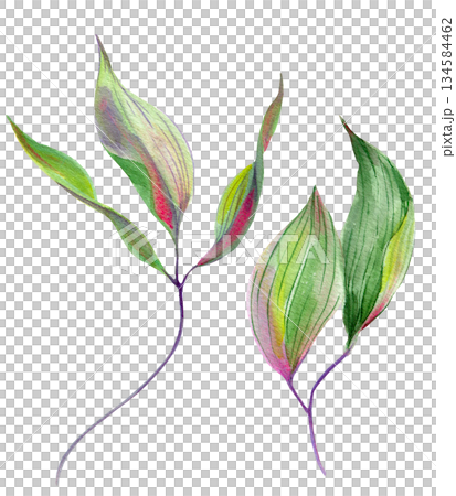 Clematis leaf two different, large, graceful. Different shades on a white background. Hand-drawn with watercolors with texture Clematis leaf two different, large, graceful. Different shades on a white background. Hand-drawn with watercolors with texture 134584462