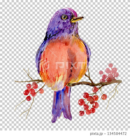 bird painted red with purple. Sitting on a brown branch with red berries. isolated. Hand drawn with 134584472