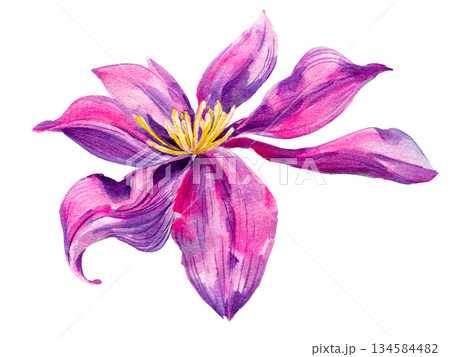 Clematis single blossomed flower, graceful. Violet with yellow stamens on a white background. Hand-drawn with watercolors with texture 134584482