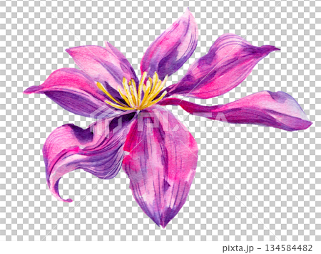 Clematis single blossomed flower, graceful. Violet with yellow stamens on a white background. Hand-drawn with watercolors with texture 134584482
