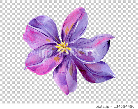 Clematis flowers and buds, leaves multicolored, graceful. Bouquet on a white background. Hand-drawn watercolor with texture 134584486