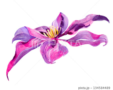 Clematis flowers and buds, leaves multicolored, graceful. Bouquet on a white background. Hand-drawn watercolor with texture 134584489