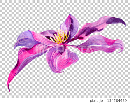 Clematis flowers and buds, leaves multicolored, graceful. Bouquet on a white background. Hand-drawn watercolor with texture 134584489