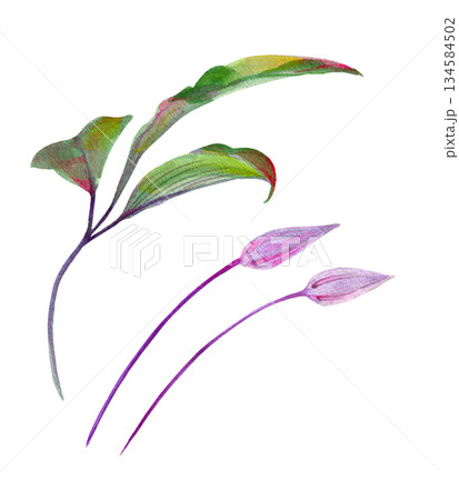 Clematis leaf single large, graceful and two buds, different shades on a white background 134584502