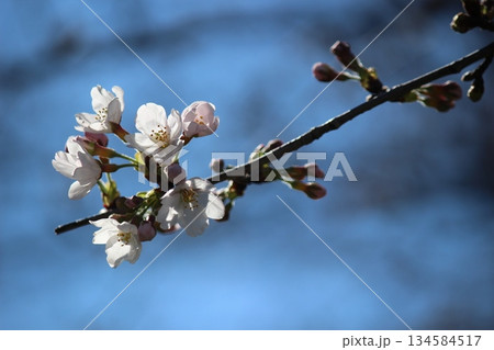 咲き始めた桜 134584517