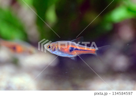 ラスボラ・エスペイ 134584597