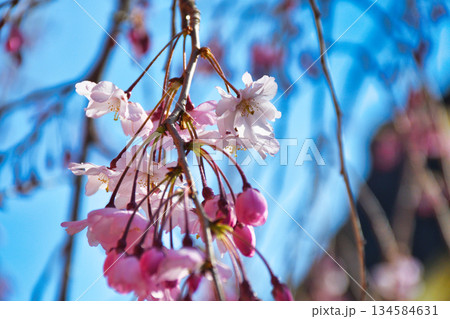 京都 伏見稲荷大社 美しい桜(京都府京都市伏見区) 京都 伏見稲荷大社 美しい桜(京都府京都市伏見区) 134584631
