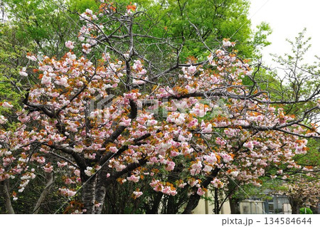 明徳寺川の桜並木 134584644