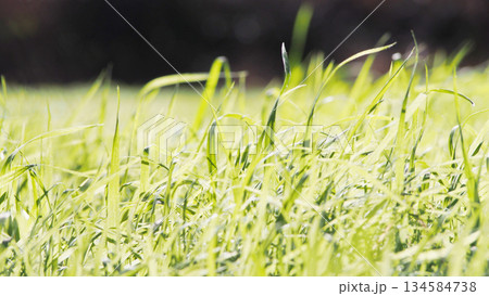 光り輝く草原　 134584738