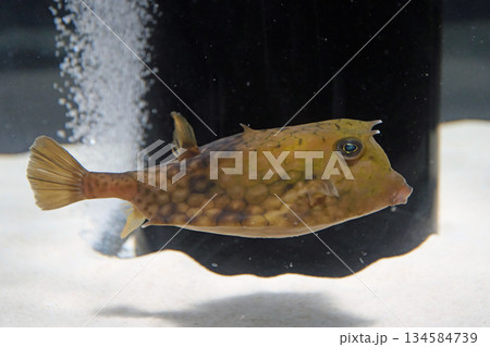 ウミスズメ 134584739