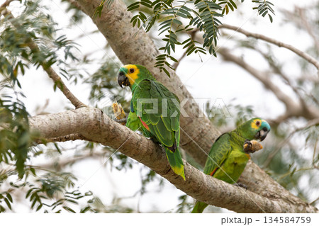 Blue-fronted amazon (Amazona aestiva), Corumba, South Pantanal, Mato Grosso do Sul, Brazil. Brazilian wildlife and birdwatching. 134584759