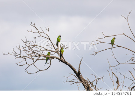 Nanday parakeet (Aratinga nenday), Corumba, South Pantanal Mato Grosso do Sul, Brazil. Brazilian wildlife and birdwatching. Nanday parakeet (Aratinga nenday), Corumba, South Pantanal Mato Grosso do Sul, Brazil. Brazilian wildlife and birdwatching. 134584761