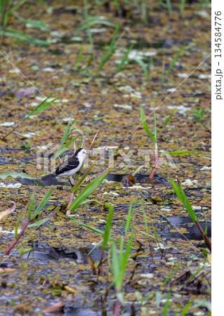 Black-backed water tyrant (Fluvicola albiventer), Corumba, Pantanal Mato Grosso do Sul, Brazil. Brazilian wildlife birdwatching. 134584776