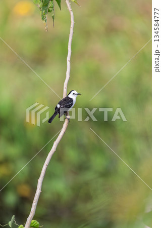 Black-backed water tyrant (Fluvicola albiventer), Corumba, Pantanal Mato Grosso do Sul, Brazil. Brazilian wildlife birdwatching. Black-backed water tyrant (Fluvicola albiventer), Corumba, Pantanal Mato Grosso do Sul, Brazil. Brazilian wildlife birdwatching. 134584777