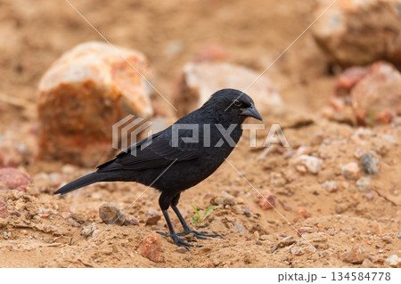 Chopi blackbird (Gnorimopsar chopi), Corumba, Pantanal Mato Grosso do Sul, Brazil. Brazilian wildlife and birdwatching. Chopi blackbird (Gnorimopsar chopi), Corumba, Pantanal Mato Grosso do Sul, Brazil. Brazilian wildlife and birdwatching. 134584778
