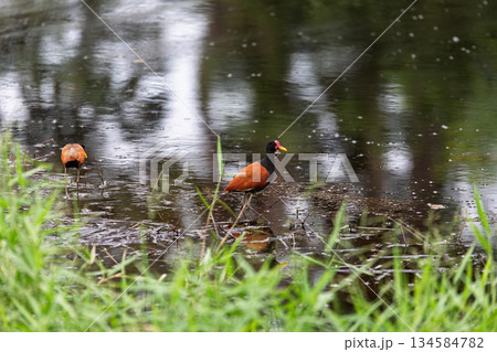 Northern Jacana (Jacana spinosa), Corumba, South Pantanal Mato Grosso do Sul, Brazil. Brazilian wildlife and birdwatching. 134584782