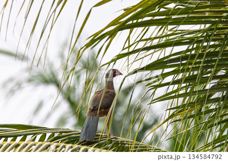 Chaco chachalaca (Ortalis canicollis), Miranda, Pantanal Mato Grosso do Sul Brazil. Brazilian wildlife and birdwatching. 134584792