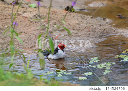 Yellow-billed cardinal (Paroaria capitata), Corumba, Pantanal Mato Grosso do Sul, Brazil. Brazilian wildlife and birdwatching. Yellow-billed cardinal (Paroaria capitata), Corumba, Pantanal Mato Grosso do Sul, Brazil. Brazilian wildlife and birdwatching. 134584796
