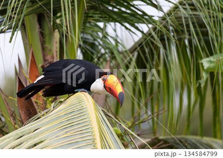 Toco toucan (Ramphastos toco), Miranda, South Pantanal Mato Grosso do Sul, Brazil. Brazilian wildlife and birdwatching. 134584799